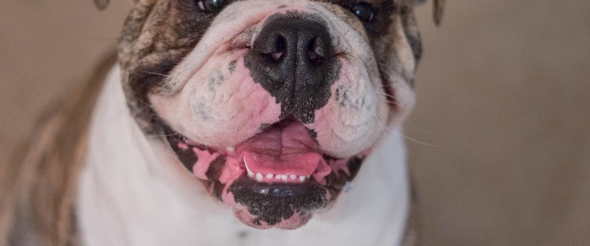 Waarom zijn bulldogs zo agressief?