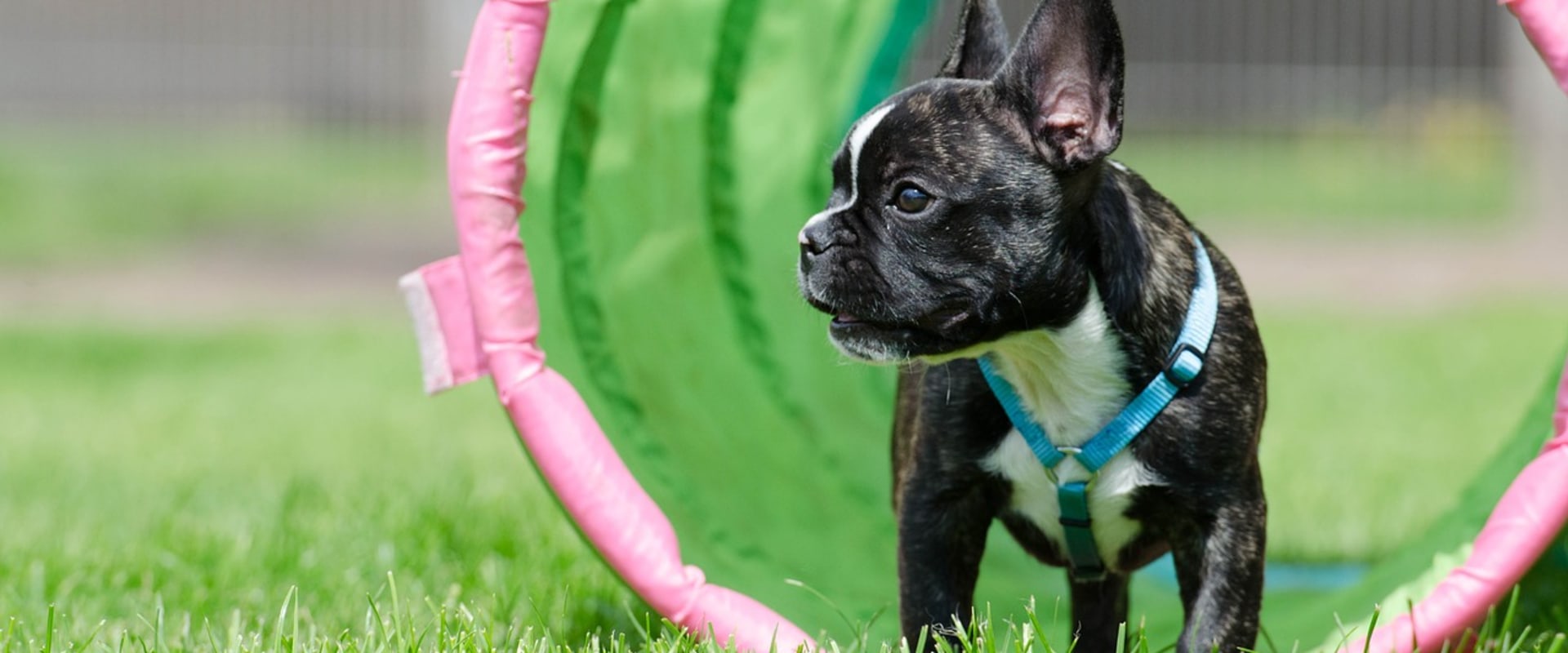 Waarom bijten buldoggen zoveel?