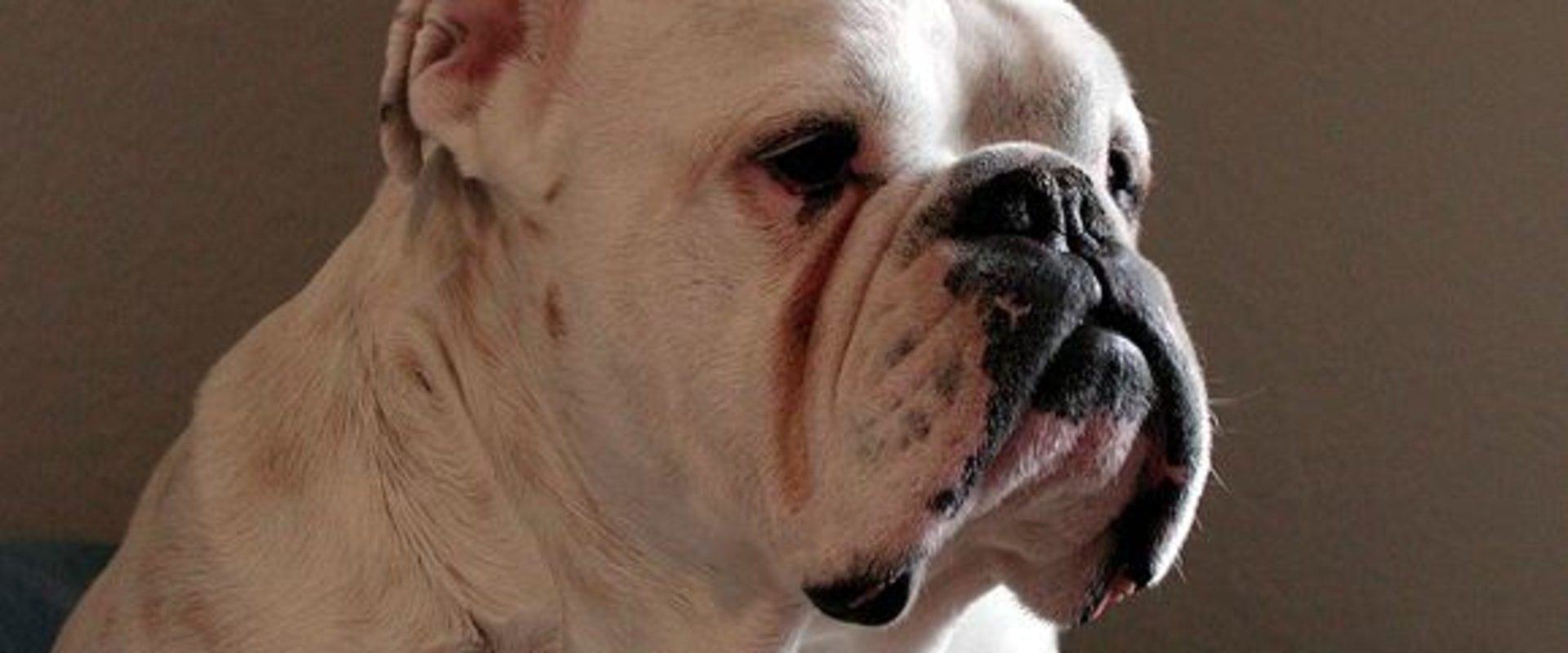 Engelse Bulldog