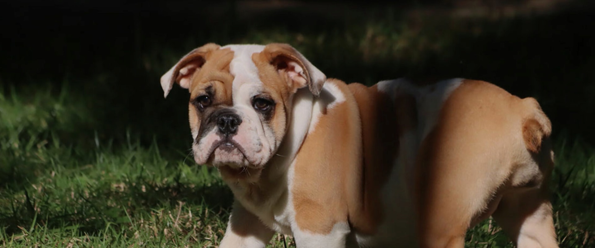 Is een bulldog een goed huisdier?