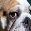 Waarom kunnen bulldogs niet op natuurlijke wijze fokken?