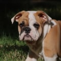 Is een bulldog een goed huisdier?